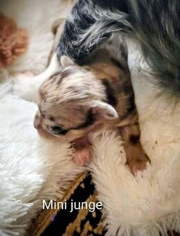 Chihuahua 2 Mädchen 2 jungen lang Haar - Hannover