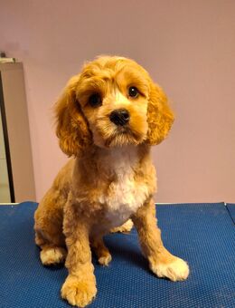 Cavapoo Mädchen suchen ihre Familie - Pappenheim