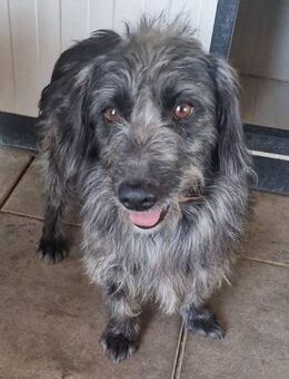 Ivo von kettenlos - Bollingstedt