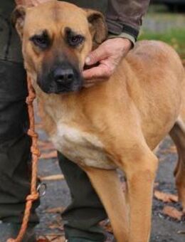 Leela - kinderlieb u. verspielt - Lohra