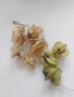 Blaue Lampionblume - Merseburg