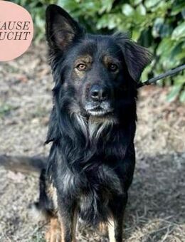 Freundlicher LINO sucht Familie ❤️ - Saarbrücken