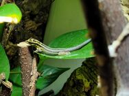 1,0 Lygodactylus kimhowelli Nachzucht ´24 - Laupheim
