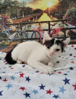 Albert aus dem Tierschutz - Grevenbroich