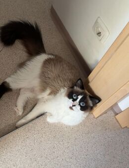 Ragdoll Katze Shkiwa - Dinkelscherben