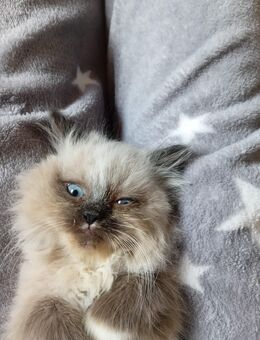 4 Zauberwesen suchen ab Mitte Januar ihr neues Personal - Niddatal Zentrum