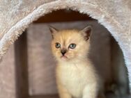 BKH Kitten abzugeben - Berlin