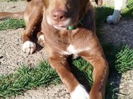 Verspielte Daisy sucht Familienschluss - Tornesch