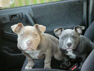 American Bully Pocket Welpen - Greiz