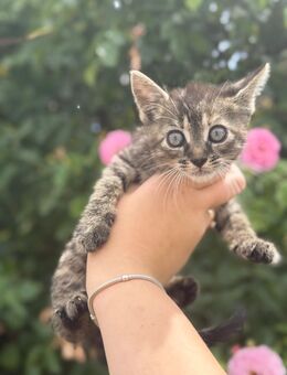 Zuckersüßes Tigermädchen sucht ein liebevolles Zuhause - Barby (Elbe) Lödderitz