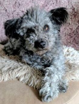 Toto 40 cm (Pflegestelle) - Alpenrod