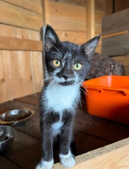 Katzenbaby weiblich - Rosenbach (Vogtland)