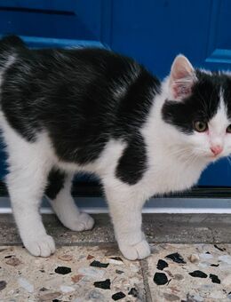Süße Babykatzen suchen liebevolles Zuhause - Gunzenhausen