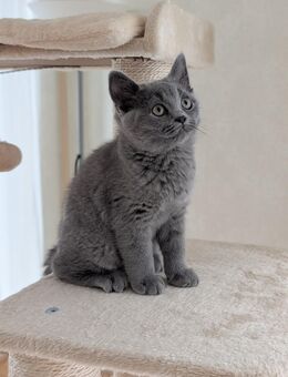 Unser zuckersüße und reinrassige Britisch Kurzhaar Kitten suchen ein neues und liebevolles Zuhause! Abholbereit ! - Gummersbach