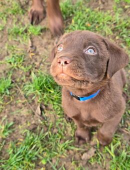 Labrador, Arbeitslinie, Welpen, Schoko - Warburg (Hansestadt)