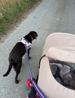 Labrador Hündin 1 Jahr - Weeze