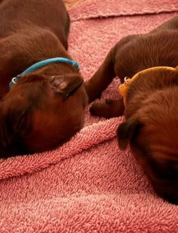 Rhodesian Ridgeback Welpen – liebevoll in der Familie aufgezogen, Abgabe ab Dezember - Wietmarschen