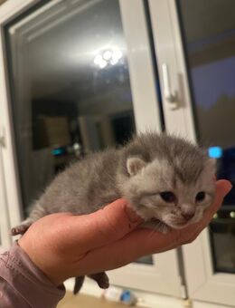 Bkh kitten babys - Rheine Zentrum