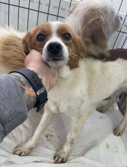 B714 aus der Tötung gerettet 🙏🏼 - Neuberg