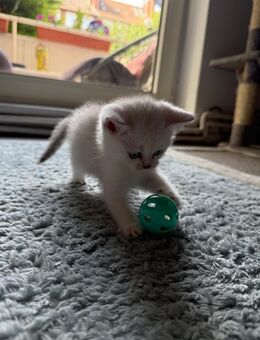 BKH Kitten - Bremen