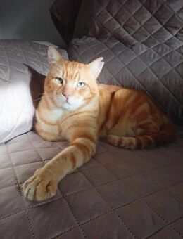 Wunderbarer Charakterkater Samson (ALM) - Geisenheim