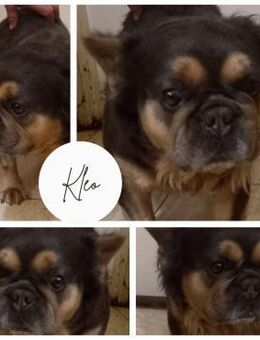 KLEO PP Sanftes Mädchen sucht Liebe - Neustadt (Rübenberge)