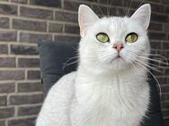 Verkaufe liebevolle britische Kurzhaar-Katze - Kreuzau