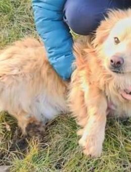 Budusel ♥ Befreit von der Kette - Uetze