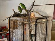 Papageien Pärchen mit Voliere und Zubehör - Grindel