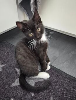 Katzenbaby Kater sucht ein neues Zuhause - Hamburg