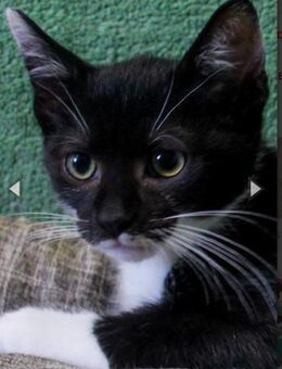 Agoston, anfangs noch schüchtern - Heinsdorfergrund