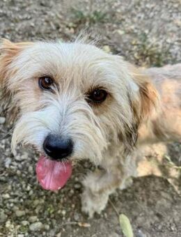 Junghündin Vera kleine Schönheit - Koblenz