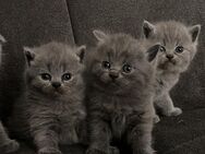 BKH Kitten reinrassig suchen ihr neues Zuhause - Iserlohn