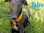 Talco liebenswerter junger Galgo 06/24 - Ruppertsecken