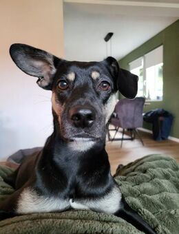 Ronja ❤️ Schutzgebühr 500 Euro - Burgsinn