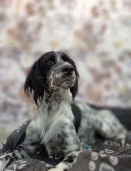 Il bellissimo Connor - Gelnhausen