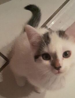 BKH Mix kitte - Kamen