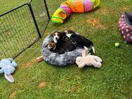 Beagle Welpe Reinrassig Tricolor 1 Rüde 3 Weibchen - Tuttlingen