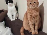 💕Traumpaar Angelo und Ginger💕 - Eislingen (Fils)