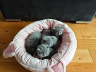 !!!! BKH Kitten BLH !!!! - Varel