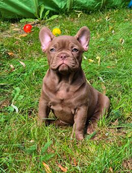 Französische Bulldoggen Welpen, blue, schoko, isabella, merle, trindle, freiatmend mit Schwänzchen, Ahnenpass - Großharrie