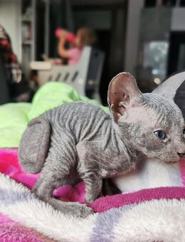 Don Sphynx kitten - Clausthal-Zellerfeld Zentrum