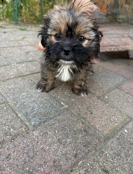 bolonka/malteser-shi tzu mischline - Neuhausen (Spree)
