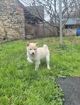Weißer Shiba Inu Welpe - Kandern