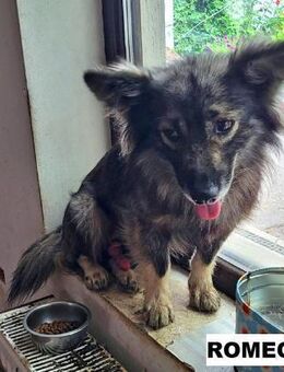 Hund Romeo sucht liebe Menschen - Neuhausen (Fildern)