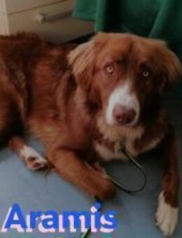 Aramis - lernwillig und wachsam - Heppenheim (Bergstraße)