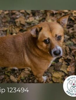 Chip 123494: Sucht ein Zuhause - Kirchzell