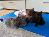 Briten-Kitten suchen liebevolles Zuhause - Eilenburg