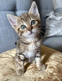 Tigerkater Muffin sucht Dich! - Walluf
