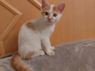 Kätzchen / Katzenmädchen / Katze / Kitten sucht neues Zuhause - Rottenburg (Laaber)